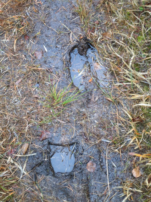 Elgjakta er i gang, men vi så ikke annet enn sporene til skogens konge. 